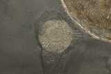 Plate Of Pyritized Ammonite Fossils - Posidonia Shale, Germany #192189-3